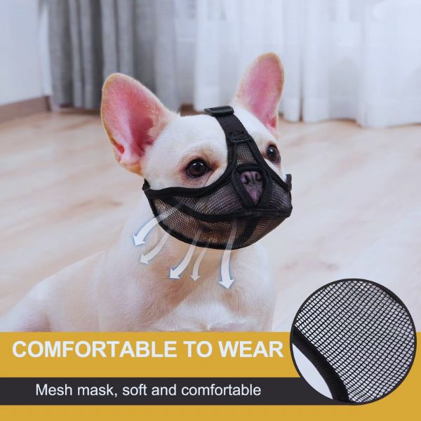 French Bulldog wearing PawSafe muzzle indoors – Pet Store ED