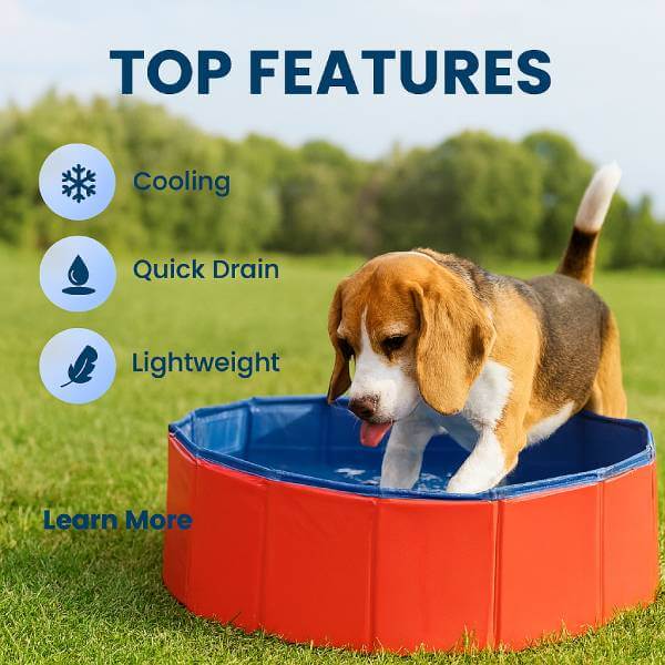Beagle exploring pet summer pool on green grass
