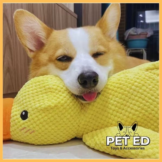 Corgi relaxing with a fluffy and calming duck toy