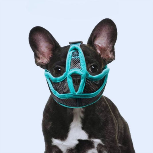 Cute French bulldog in PawSafe short snout muzzle – front view