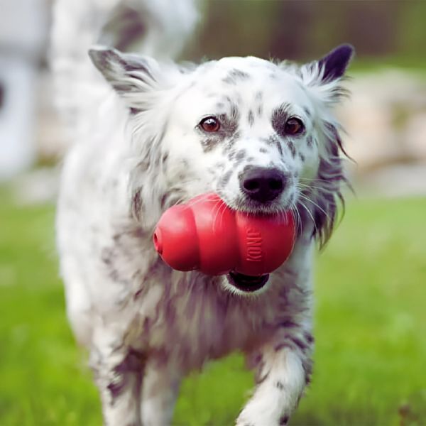 Dog exercise and anxiety relief with KONG Classic
