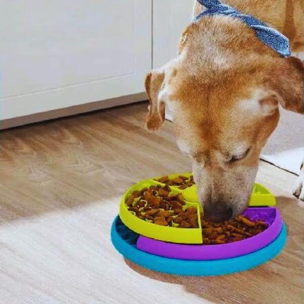 Dog calmly eating from slow feeding bowl