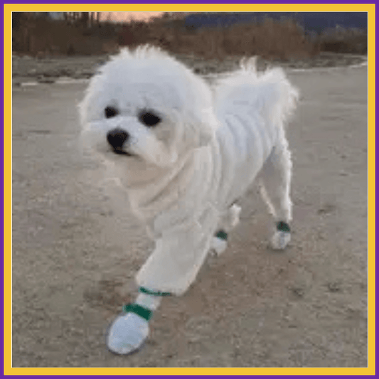 DryPaws – Keep Your Dog’s Paws Clean & Dry on Rainy Walks - Pet Store ED