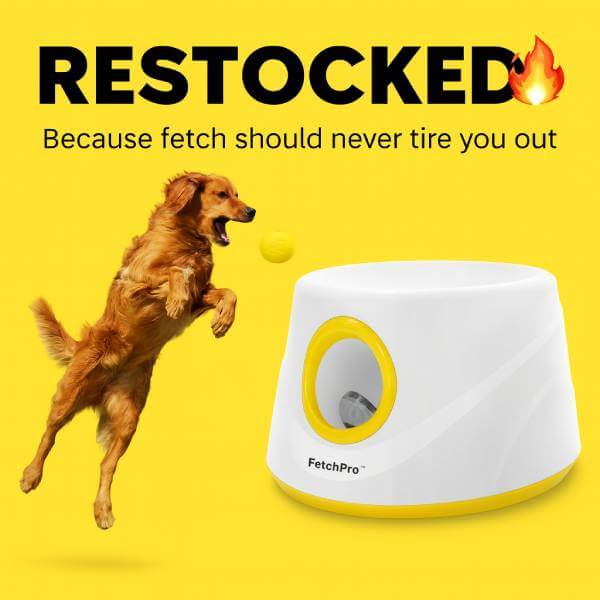 Dog fetch toy from Pet Store ED with restock urgency banner
