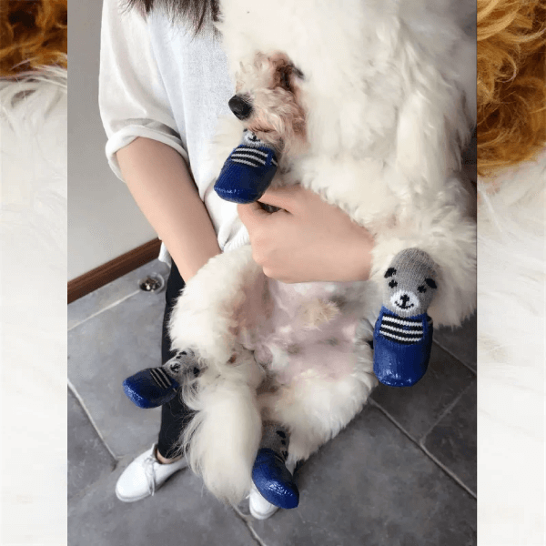 Tired of Cleaning Your Dog’s Wet & Dirty Paws? Try This! - Pet Store ED