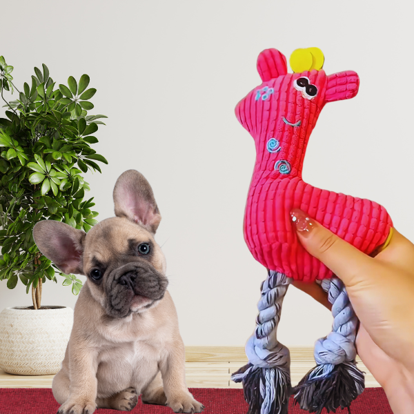 French bulldog looking at pink dog plush toy with squeaker