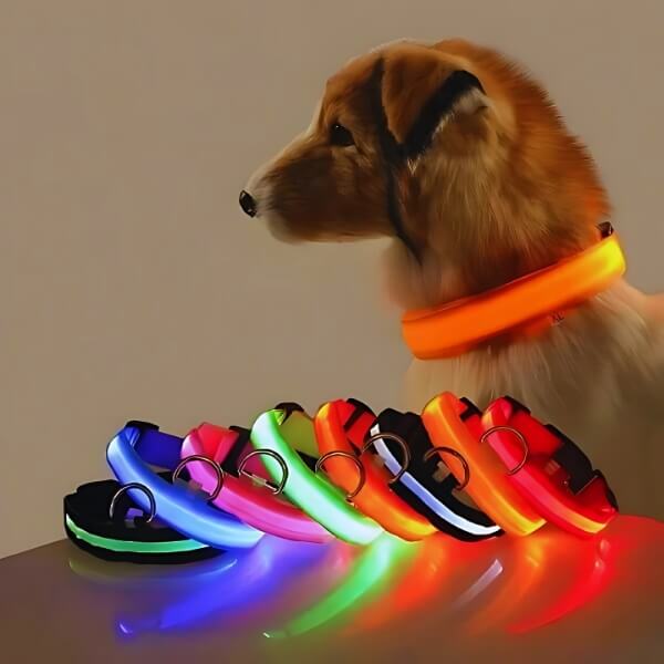 A Collie dog wearing an orange GlowDog LED collar for dogs with multiple illuminated collars displayed in front, showing color variety.
