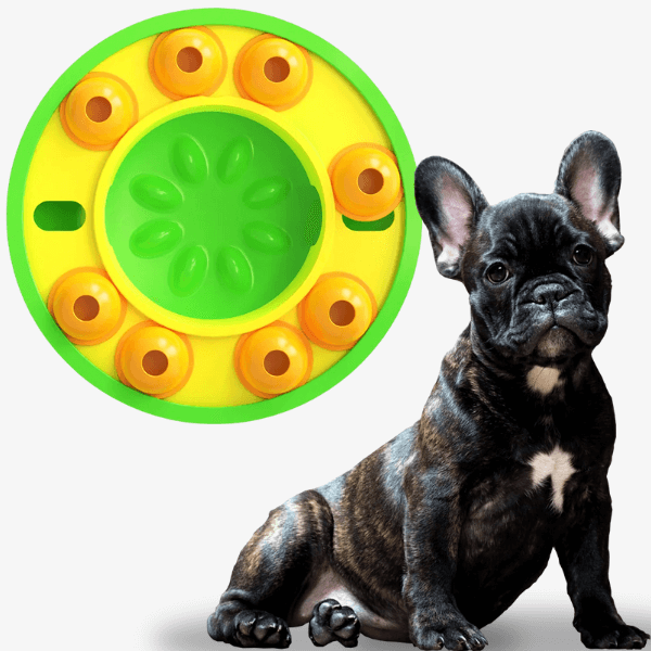 French bulldog beside green puzzle feeder bowl