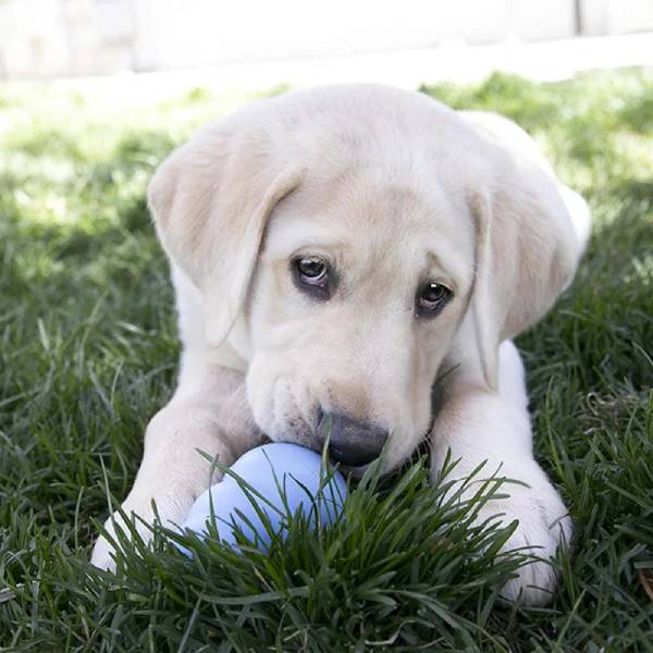 Calm puppy lying on lawn with blue KONG