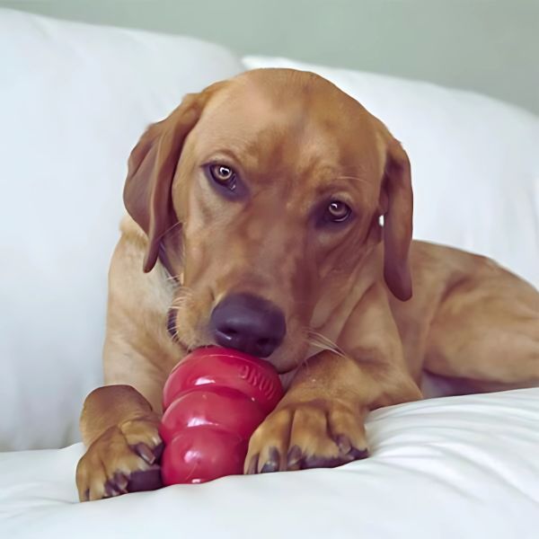 Calm dog relaxing with durable KONG Classic toy