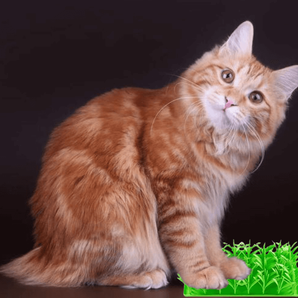 Comer rápido perjudica a las mascotas: cómo solucionarlo con suavidad | Gato