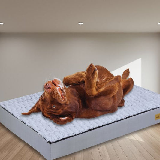 Dog rolling playfully on orthopedic bed with memory foam.