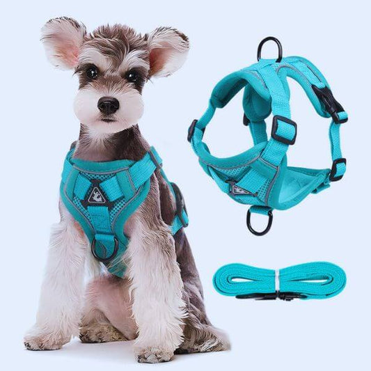 Dog wearing full Pawi harness and leash set in turquoise color