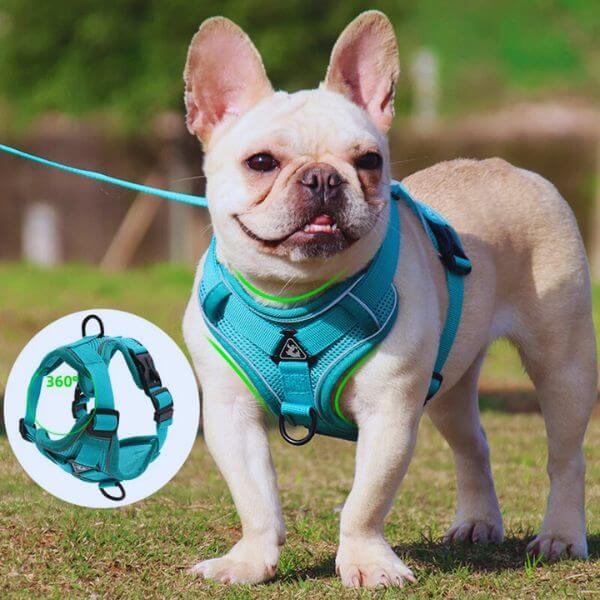 Bulldog wearing 360-support no-pull Pawi harness on grass