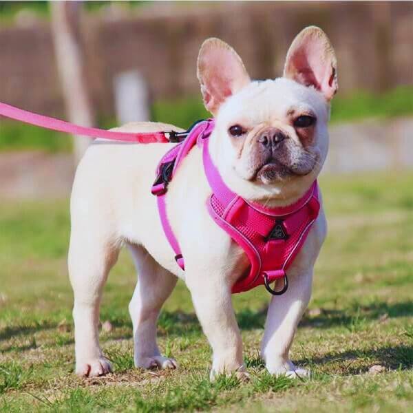 No - Pull Pet Harness with Reflective Strips - Pet Store ED
