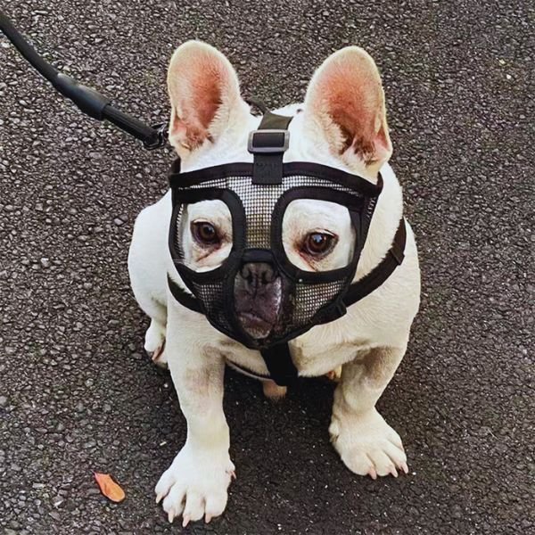 Outdoor use of short snout dog muzzle for safety and control