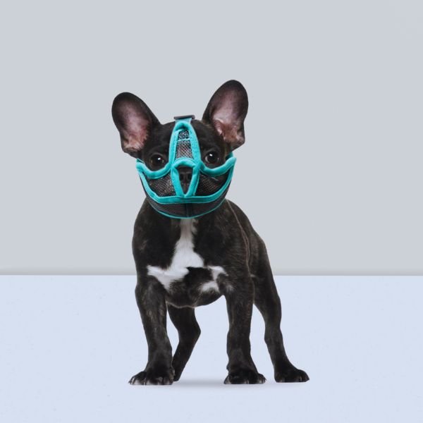 Pet Store ED muzzle for french bulldog muzzle with teal mesh finish