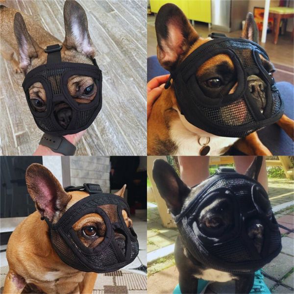 Pugs and french bulldogs safely muzzled with mesh gear outdoors