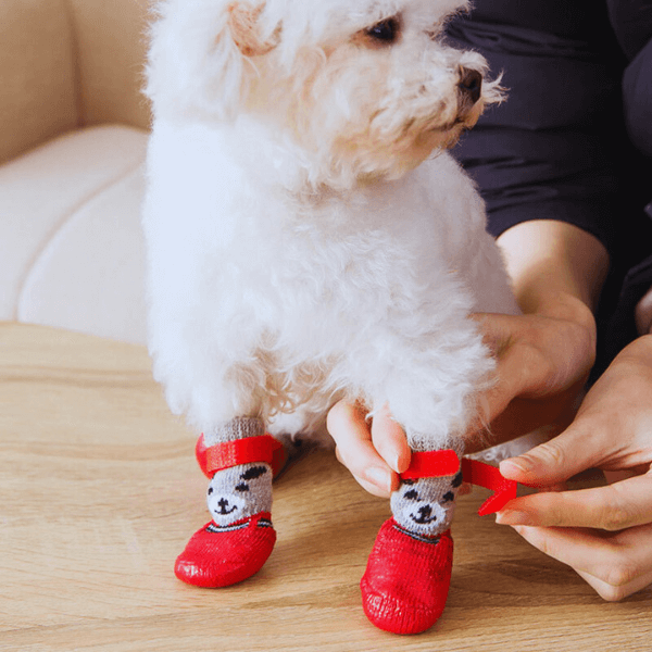 Tired of Cleaning Your Dog’s Wet & Dirty Paws? Try This! - Pet Store ED