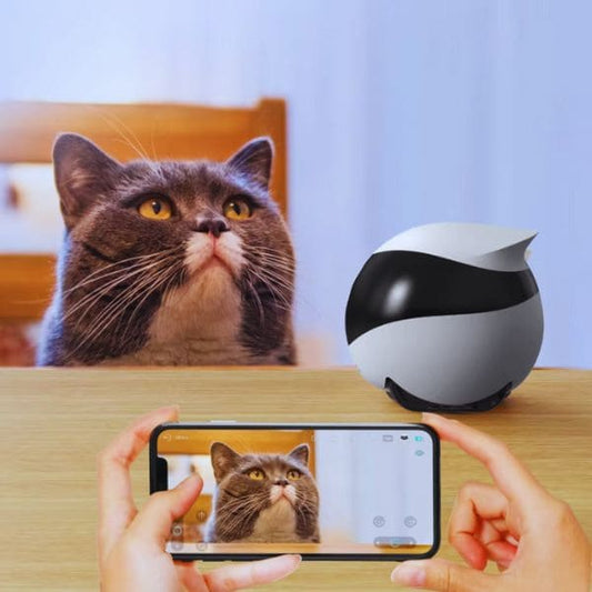Wireless pet monitor with real-time video feed