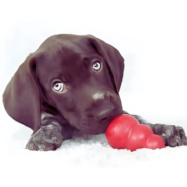 Cute puppy chewing red KONG toy on soft carpet