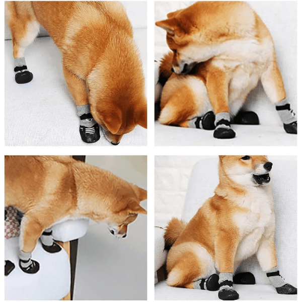 Tired of Cleaning Your Dog’s Wet & Dirty Paws? Try This! - Pet Store ED