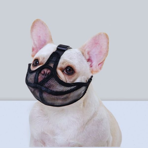 Comfortable flat faced dog muzzle fitted on brachycephalic breed