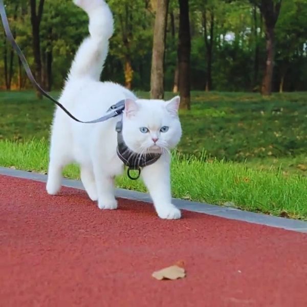Pet Store ED’s escape-proof harness for leash-trained cats