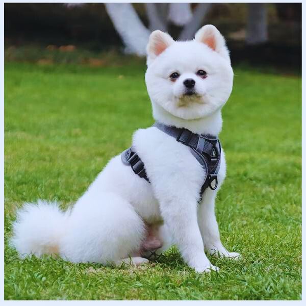 Pawi adjustable dog harness for calm outdoor walks