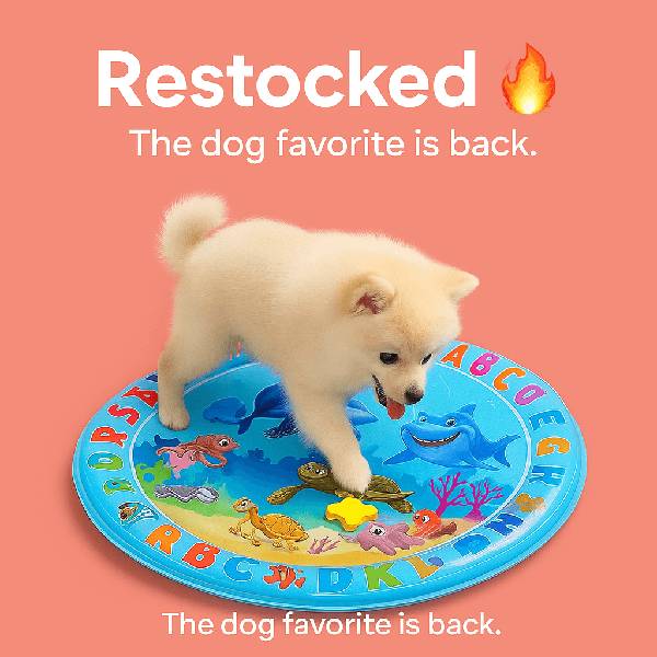 Restocked summer product for dog comfort and play