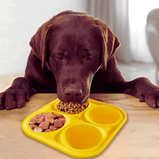 Labrador eating from yellow slow-feeding plate