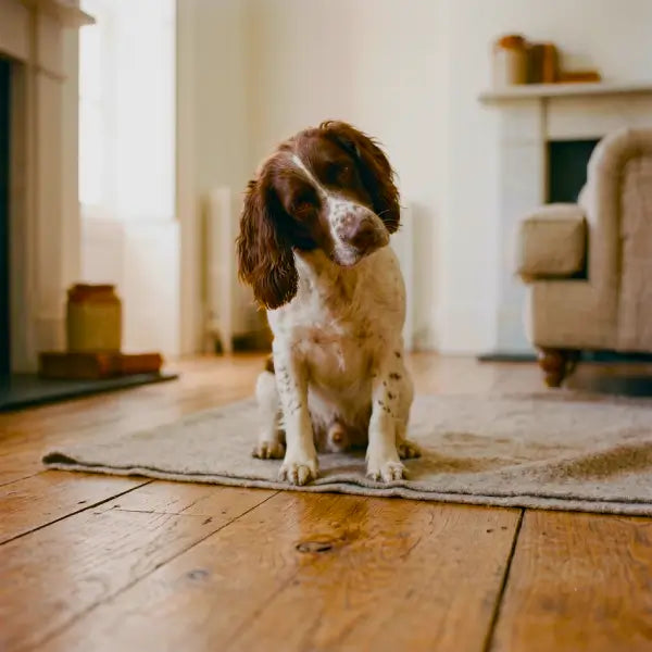 A focused Springer Spaniel with its head tilted, sitting patiently on a textured rug upon a light wooden floor, looking directly at the camera with curiosity in a well-lit living room.