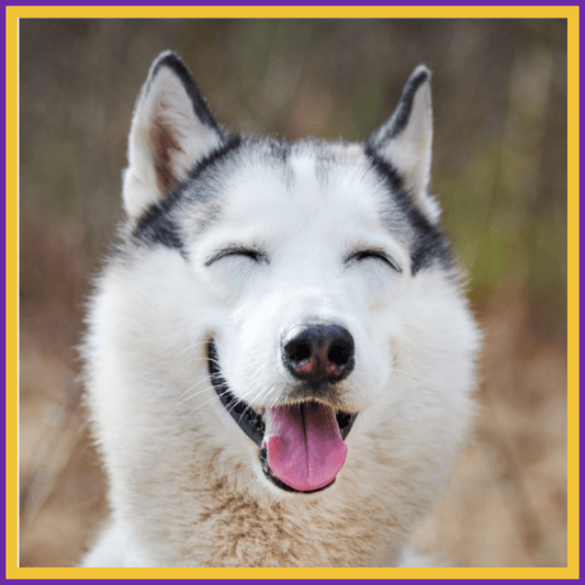 Stop Moisture-Related Skin Issues in Senior Dogs Now! - Pet Store ED