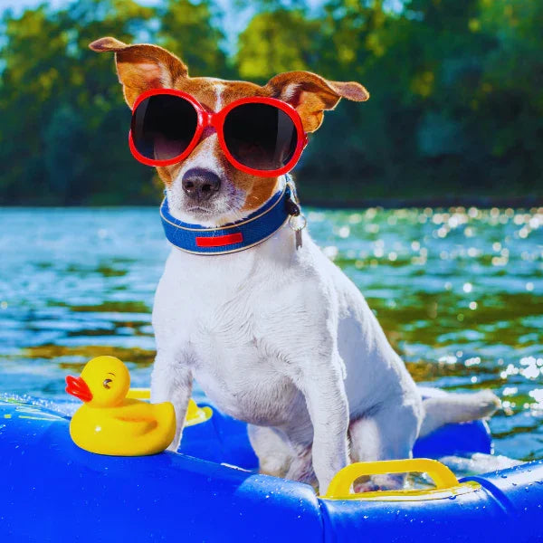 Dog with sunglasses on float in water next to rubber duck, summer pet essentials