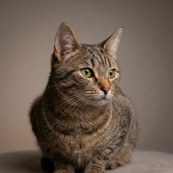 Grey and brown tabby cat with a striped coat sitting in a sphinx posture and looking to the side.