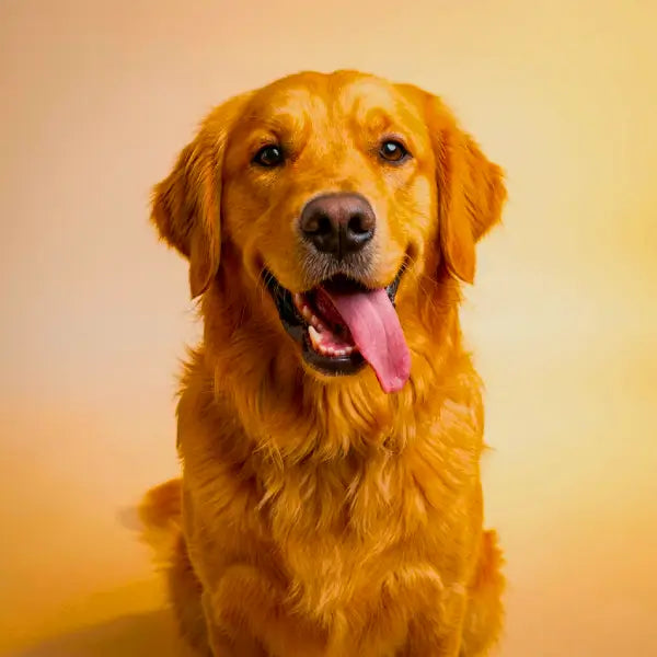 Adult Golden Retriever with a joyful expression and a long pink tongue hanging out, panting. Looking directly at the camera | petstore ed