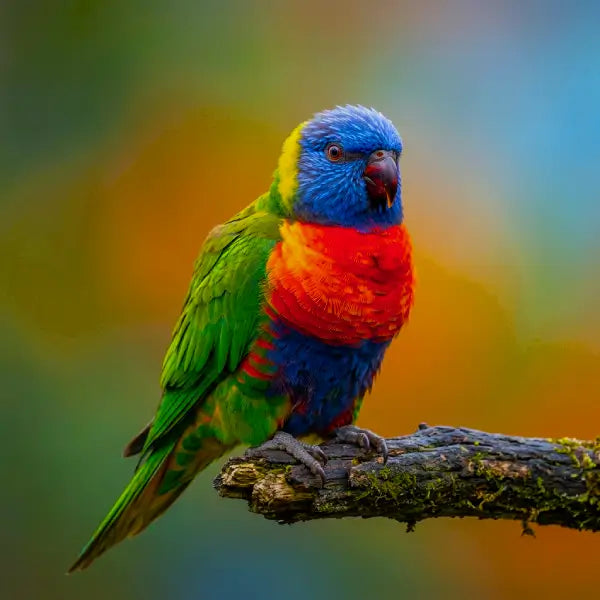 A vibrant multicolored Rainbow Lorikeet (*Trichoglossus haematodus*) perched on a moss-covered branch | petstore ed