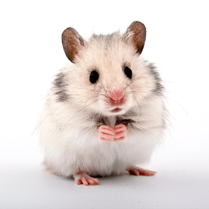 Small Pet - Pet Store ED