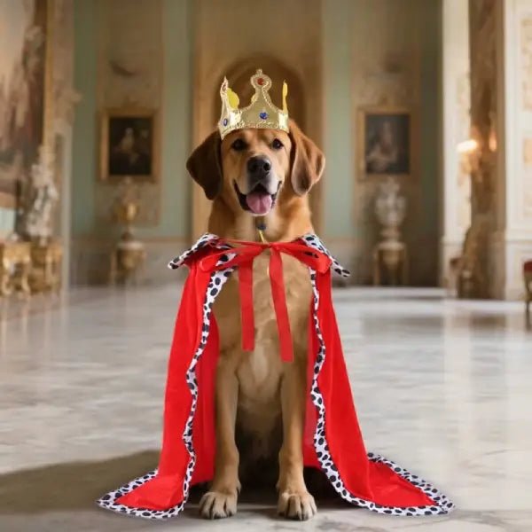 He Hates Clothes, But Loved This Dog King Costume – No Joke! - Pet Store ED