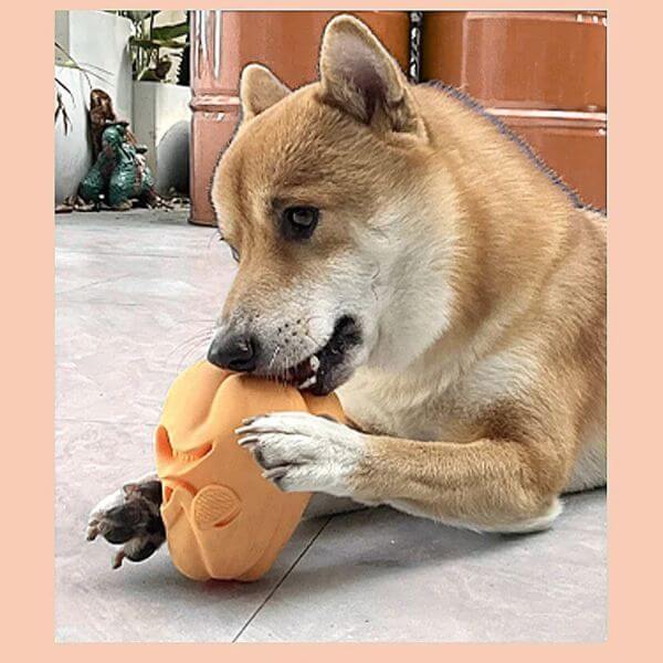 My Dog Eats Too Fast and I Was Scared Every Mealtime - Pet Store ED