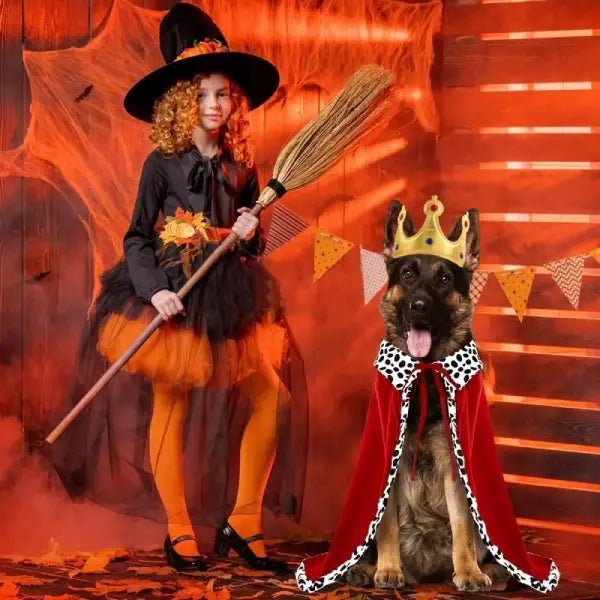 He Hates Clothes, But Loved This Dog King Costume – No Joke! - Pet Store ED