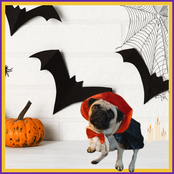 Pug in vampire costume with Halloween decorations, bats, pumpkin, and spider web backdrop