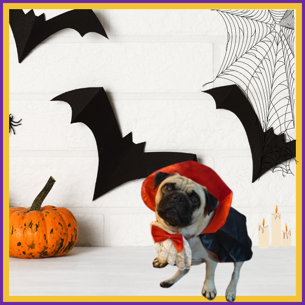 🕸️Bite Me Cape: The Ultimate Pet Vampire Halloween Costume!