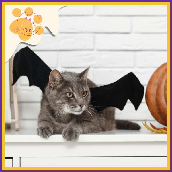 Gray cat in black bat wings costume on white table with pumpkin, Halloween pet accessories