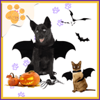 Dog and cat wearing bat wings costumes with pumpkins, bats, and Halloween decor