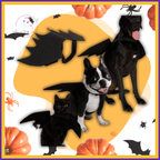 Cat and dogs wearing bat wings Halloween pet costume with pumpkins and bats