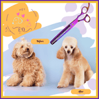 Before and after dog grooming with Purple Chunker Shears, curly poodle transformation