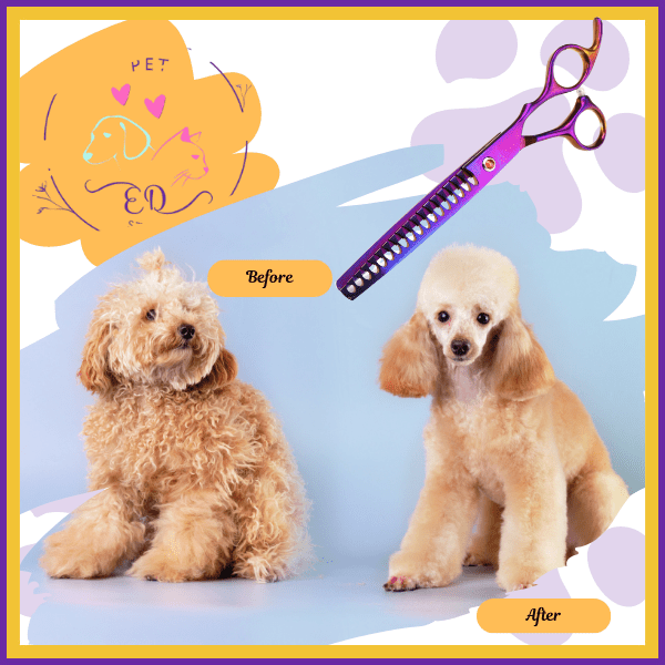 Before and after dog grooming with Purple Chunker Shears, curly poodle transformation