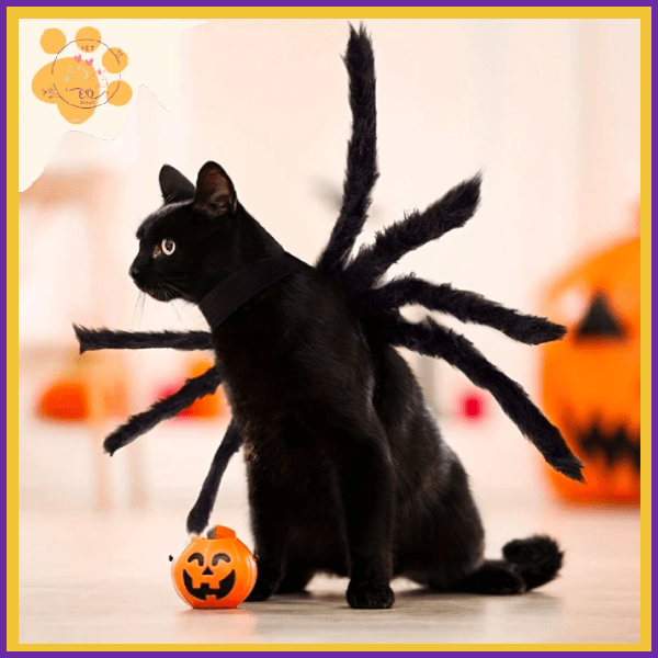 Black cat in spider costume with Halloween pumpkin decoration