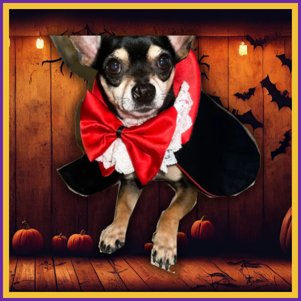 🕸️Bite Me Cape: The Ultimate Pet Vampire Halloween Costume!